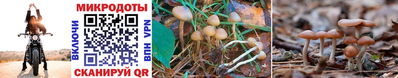 цена наркотик  Звенигово  Галлюциногенные грибы Psilocybe 